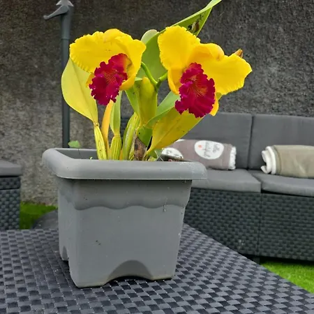 Casa Da Cruz Апартаменты *