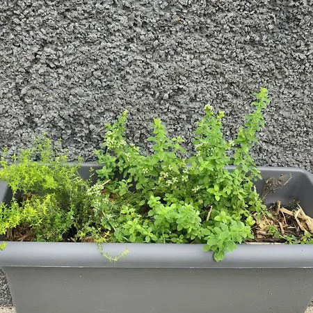 Апартаменты Casa Da Cruz Порту-да-Круш