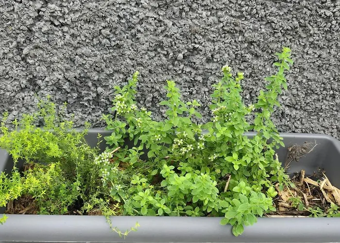 Daire Casa Da Cruz Porto Da Cruz